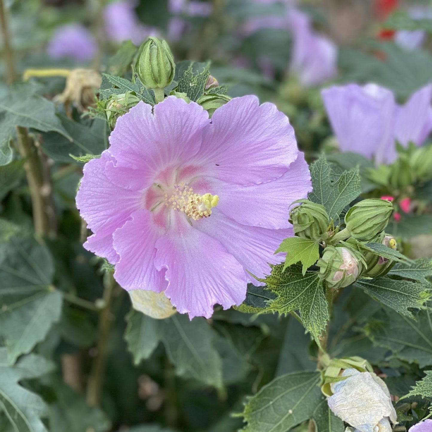 Pollypetite® Rose of Sharon (Hibiscus) - Photo Property of Garden Crossings LLC