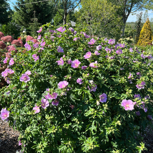 The Pollypetite® Rose of Sharon (Hibiscus) is a compact shrub featuring abundant lavender-purple blooms, perfect for bright gardens amid lush greenery and trees under a clear blue sky. - Photo Property of Garden Crossings LLC