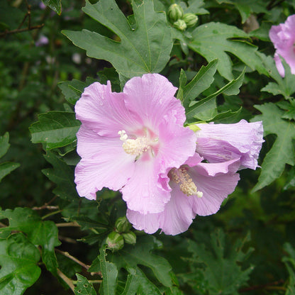 Pollypetite® Rose of Sharon (Hibiscus) - Photo Courtesy of Proven Winners, Inc.