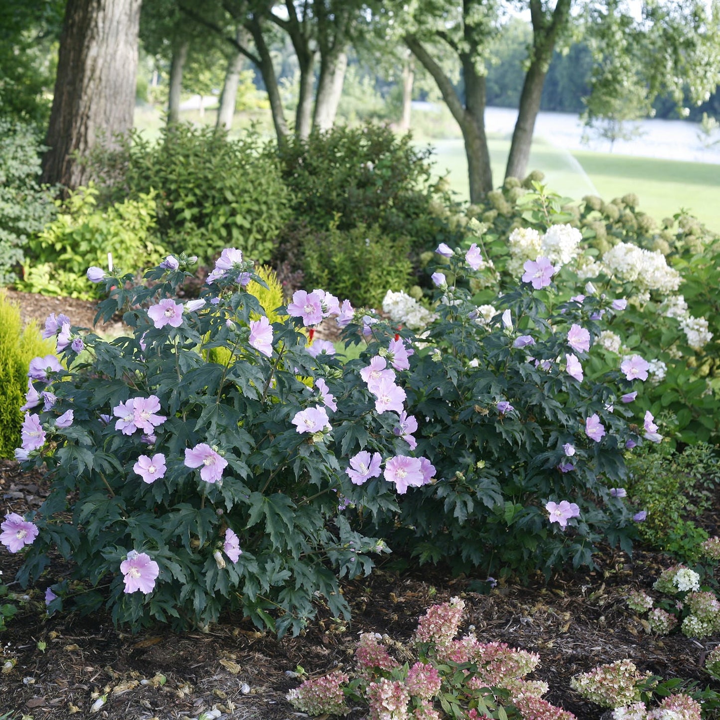 Pollypetite® Rose of Sharon (Hibiscus) - Photo Courtesy of Proven Winners, Inc.