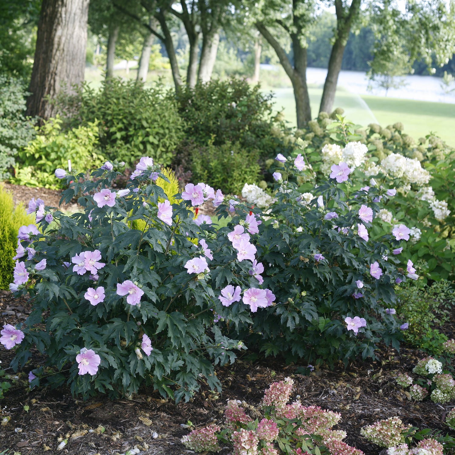 Pollypetite® Rose of Sharon (Hibiscus) - Photo Courtesy of Proven Winners, Inc.