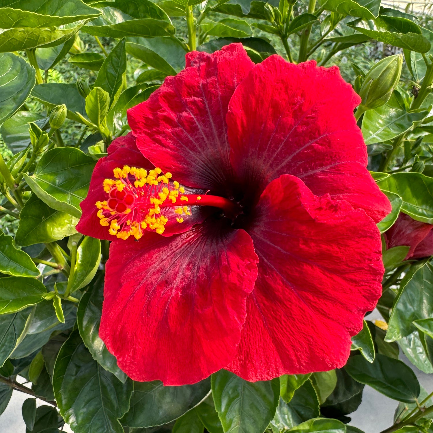 Hollywood Hibiscus™ Hot Shot™ Tropical Hibiscus - Photo Property of Garden Crossings LLC