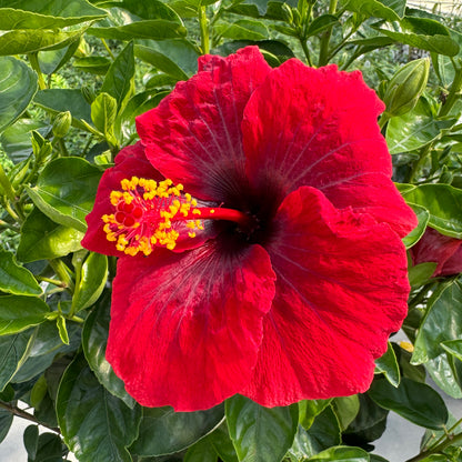 Hollywood Hibiscus™ Hot Shot™ Tropical Hibiscus - Photo Property of Garden Crossings LLC