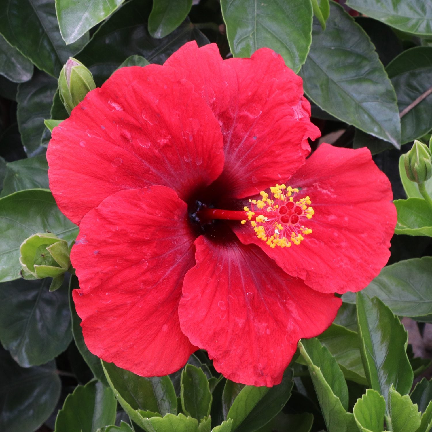 Hollywood Hibiscus™ Hot Shot™ Tropical Hibiscus - Photo Courtesy of Proven Winners, Inc.