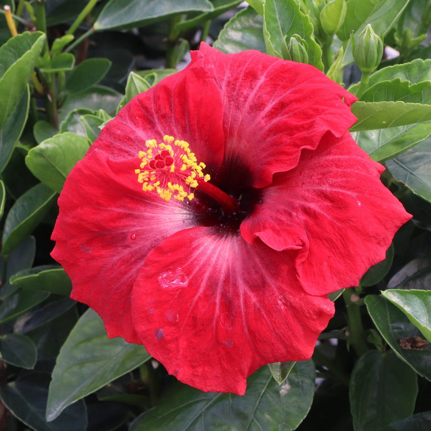 Hollywood Hibiscus™ Hot Shot™ Tropical Hibiscus - Photo Courtesy of Proven Winners, Inc.