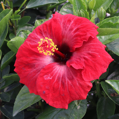 Hollywood Hibiscus™ Hot Shot™ Tropical Hibiscus - Photo Courtesy of Proven Winners, Inc.