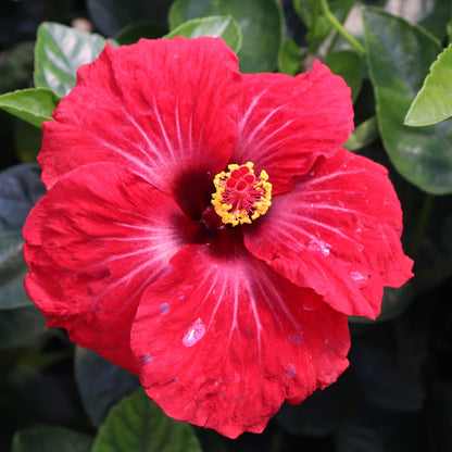 Hollywood Hibiscus™ Hot Shot™ Tropical Hibiscus - Photo Courtesy of Proven Winners, Inc.