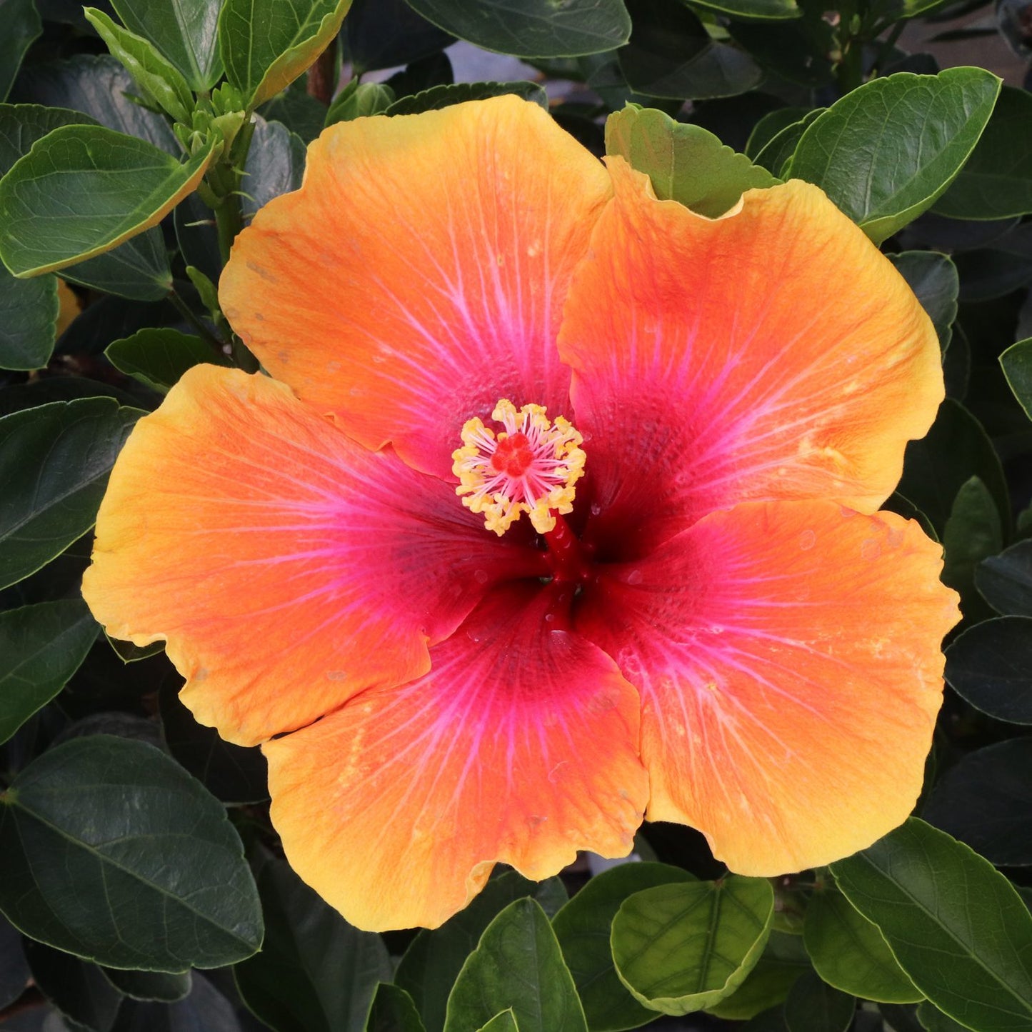 Hollywood Hibiscus™ Social Butterfly™ Tropical Hibiscus - Photo Courtesy of Proven Winners, Inc.