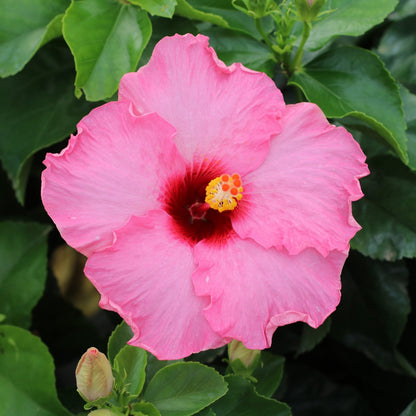 Hollywood Hibiscus™ Talk of the Town™ Tropical Hibiscus - Photo Courtesy of Proven Winners, Inc.