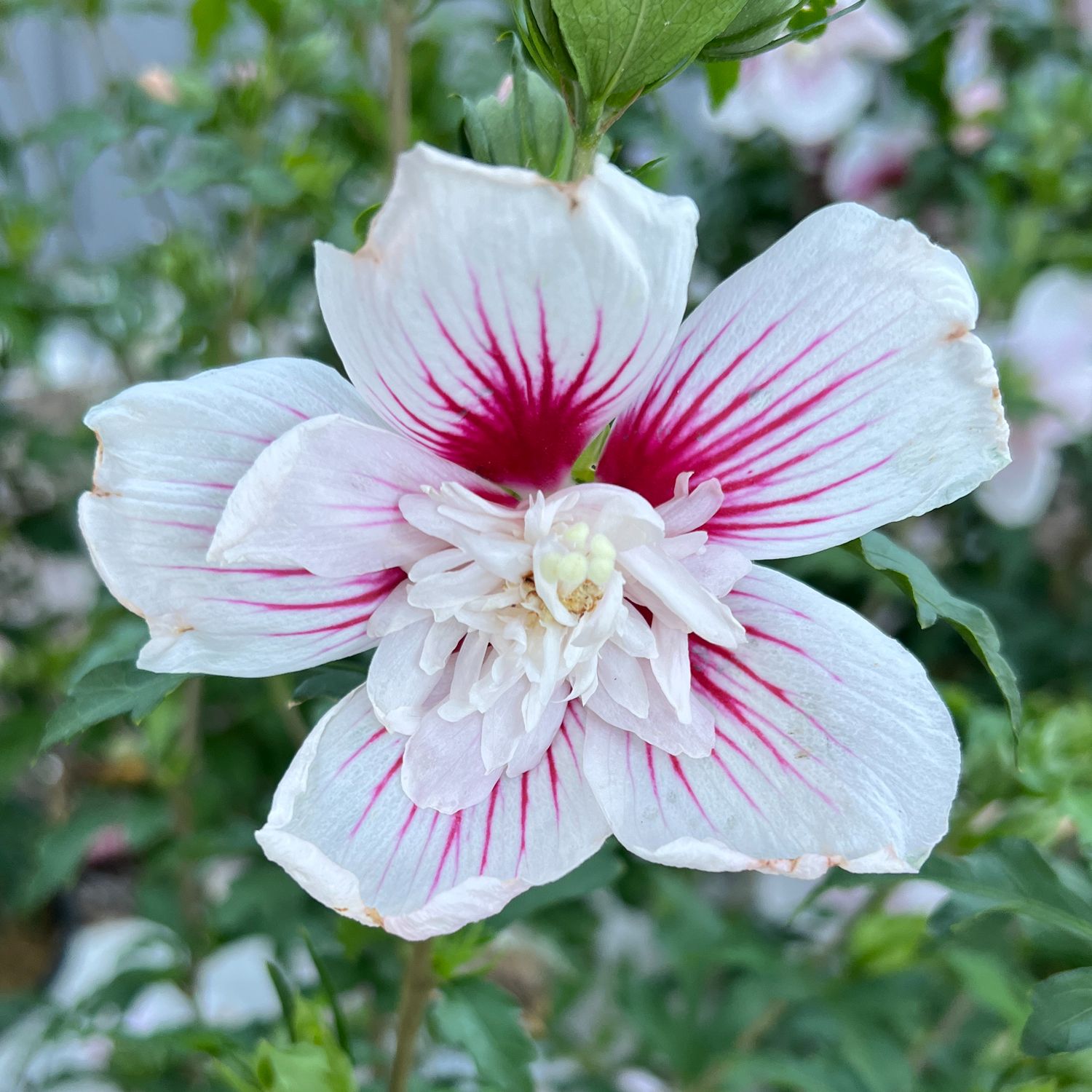 A close-up of the Starblast Chiffon® Rose of Sharon (Hibiscus) flower, showcasing delicate pink veins and a magenta center, set against lush green foliage on this striking flowering shrub. - Photo Property of Garden Crossings LLC