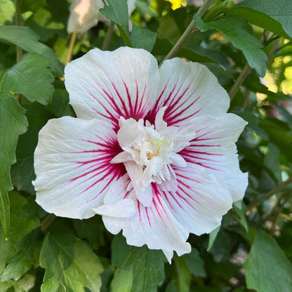 A close-up of a Starblast Chiffon® Rose of Sharon (Hibiscus) highlights white blooms with vivid pink streaks at the center, surrounded by lush green leaves, capturing this vibrant flowering shrub in natural sunlight. - Photo Property of Garden Crossings LLC