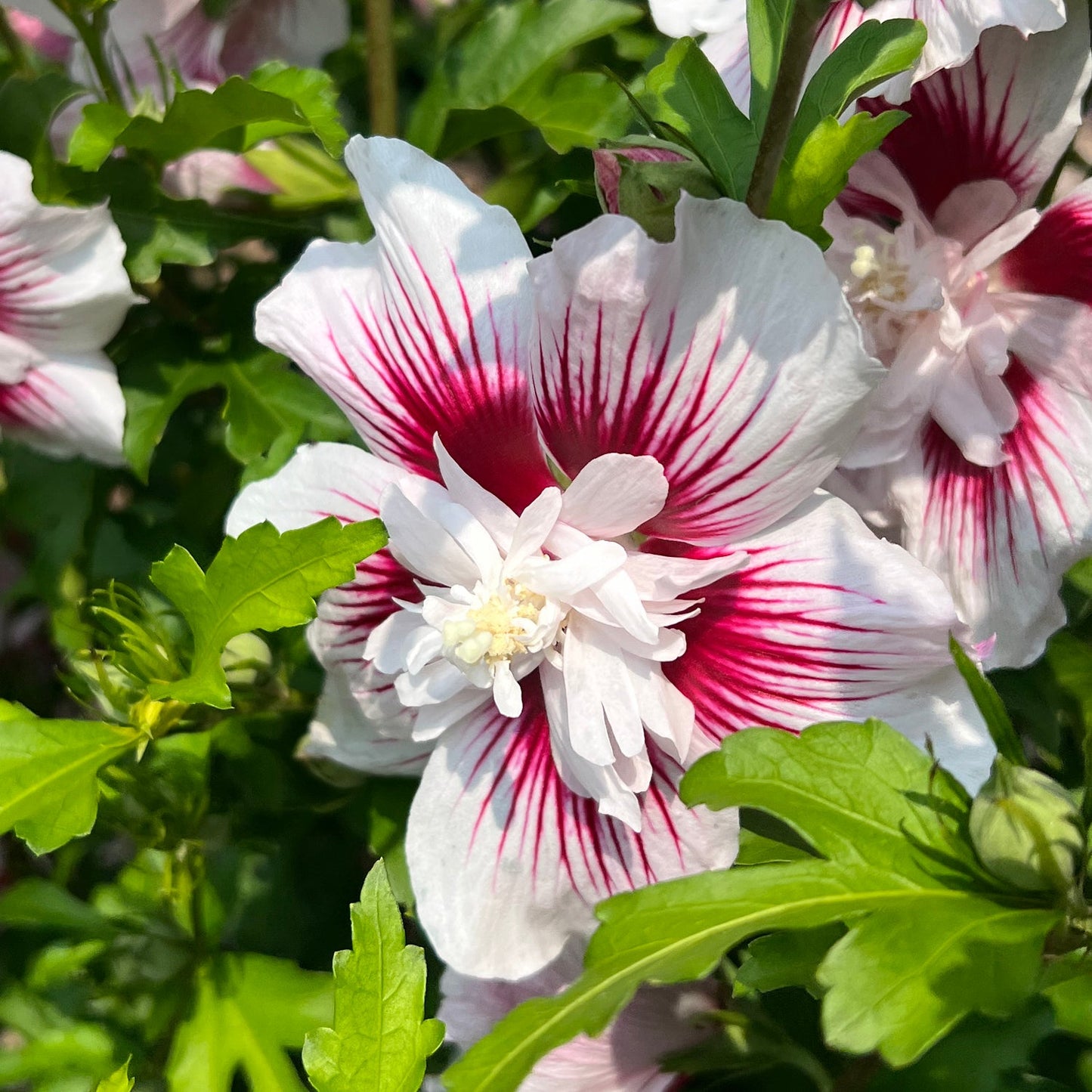 Close-up of a white Starblast Chiffon® Rose of Sharon (Hibiscus) shrub with vibrant pink-red streaks radiating from the center, surrounded by green leaves and additional hibiscus blooms in the background. - Photo Property of Garden Crossings LLC