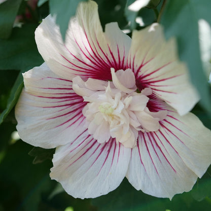 A close-up of a pale pink Starblast Chiffon® Rose of Sharon (Hibiscus) flower with deep red veins radiating from the center, surrounded by green leaves; this shrub brings subtle elegance to any garden. - Photo Courtesy of Proven Winners, Inc. 