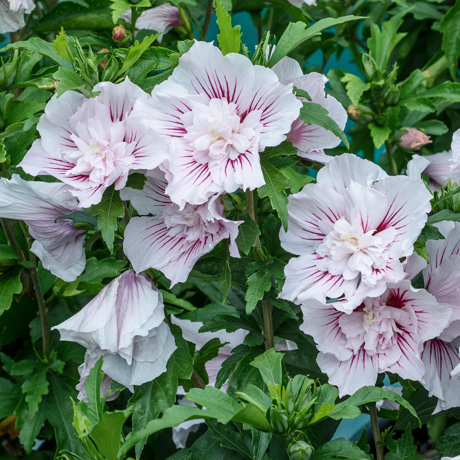 Starblast Chiffon® Rose of Sharon (Hibiscus) displays large, pale lavender flowers with ruffled petals and deep magenta veins, making it a vibrant and eye-catching shrub for any garden. - Photo Courtesy of Proven Winners, Inc. 