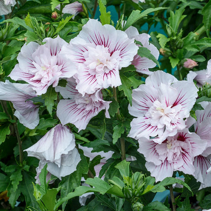 Starblast Chiffon® Rose of Sharon (Hibiscus) displays large, pale lavender flowers with ruffled petals and deep magenta veins, making it a vibrant and eye-catching shrub for any garden. - Photo Courtesy of Proven Winners, Inc. 