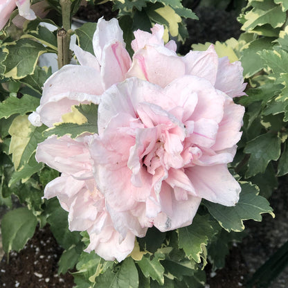 Sugar Tip® Rose of Sharon (Hibiscus) - Photo Property of Garden Crossings LLC