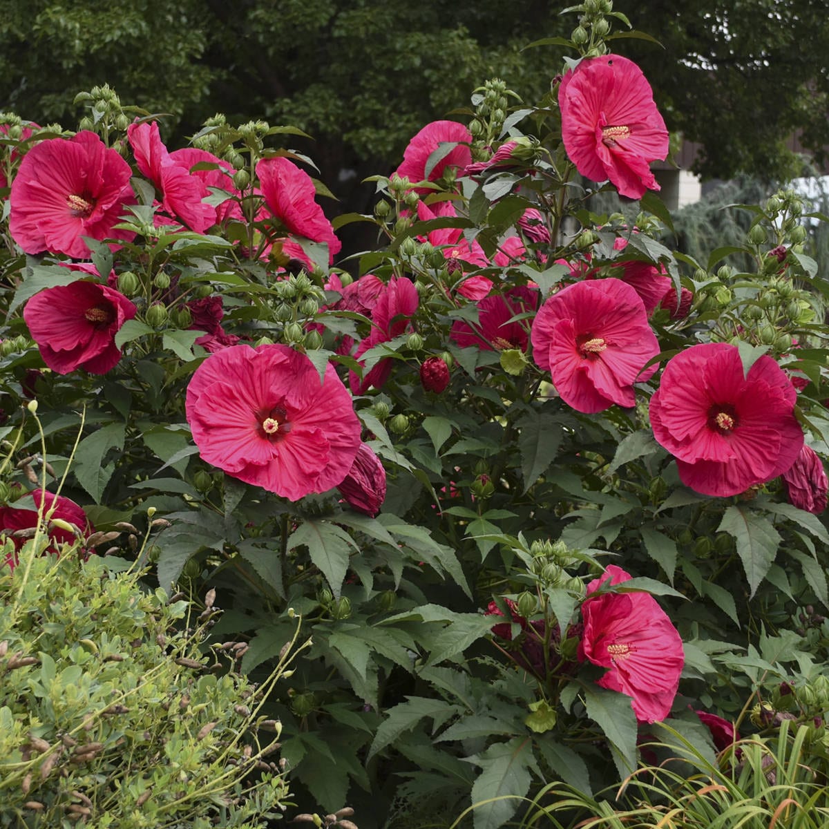 Summer in Paradise' Rose Mallow (Hibiscus) - Photo Courtesy of Walters Gardens, Inc.