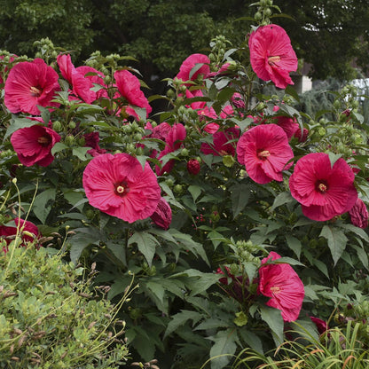 Summer in Paradise' Rose Mallow (Hibiscus) - Photo Courtesy of Walters Gardens, Inc.