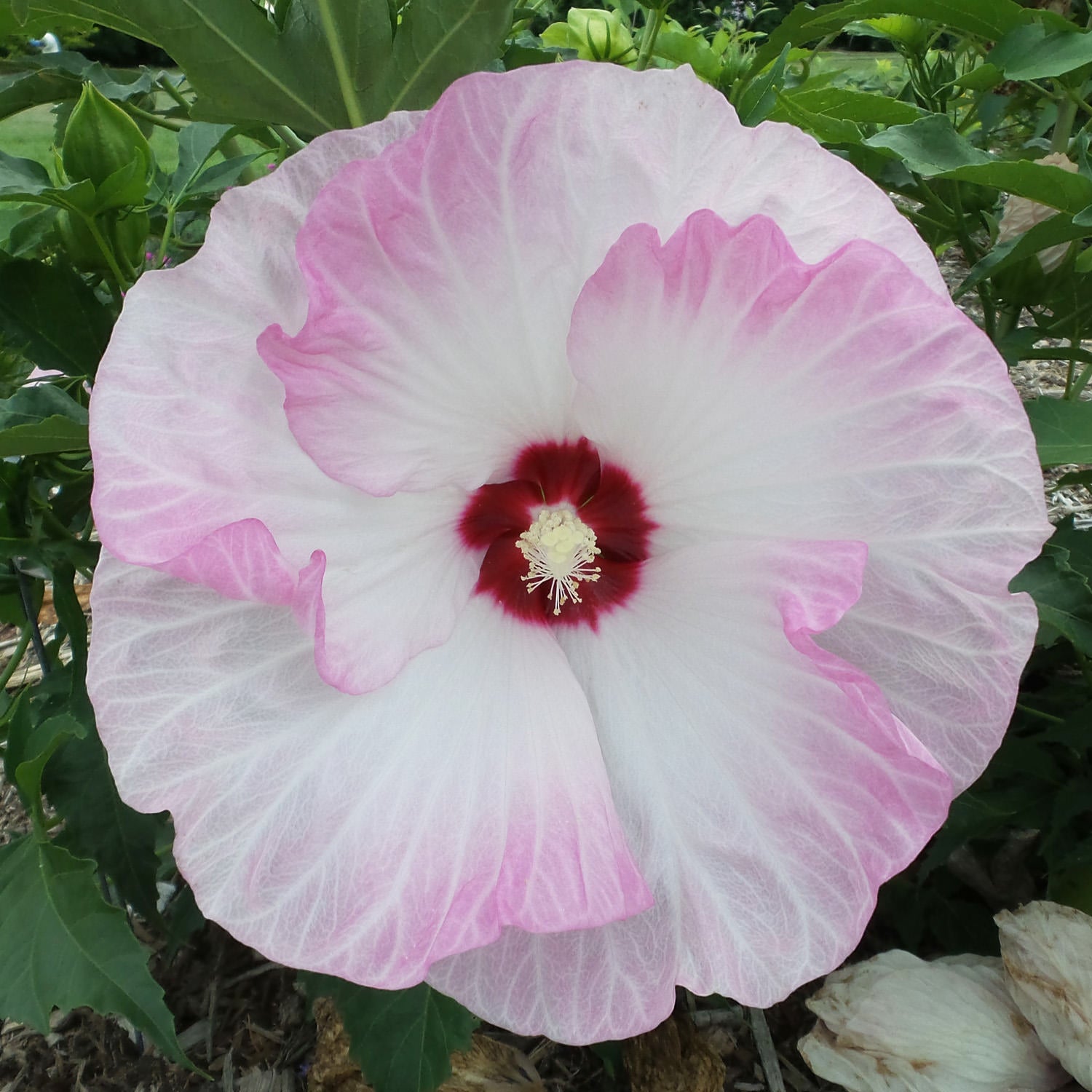 A large Summerific® 'Ballet Slippers' Rose Mallow (Hibiscus) with white petals edged in light pink and a deep red center blooms among green leaves in an outdoor garden - Photo Property of Garden Crossings LLC.