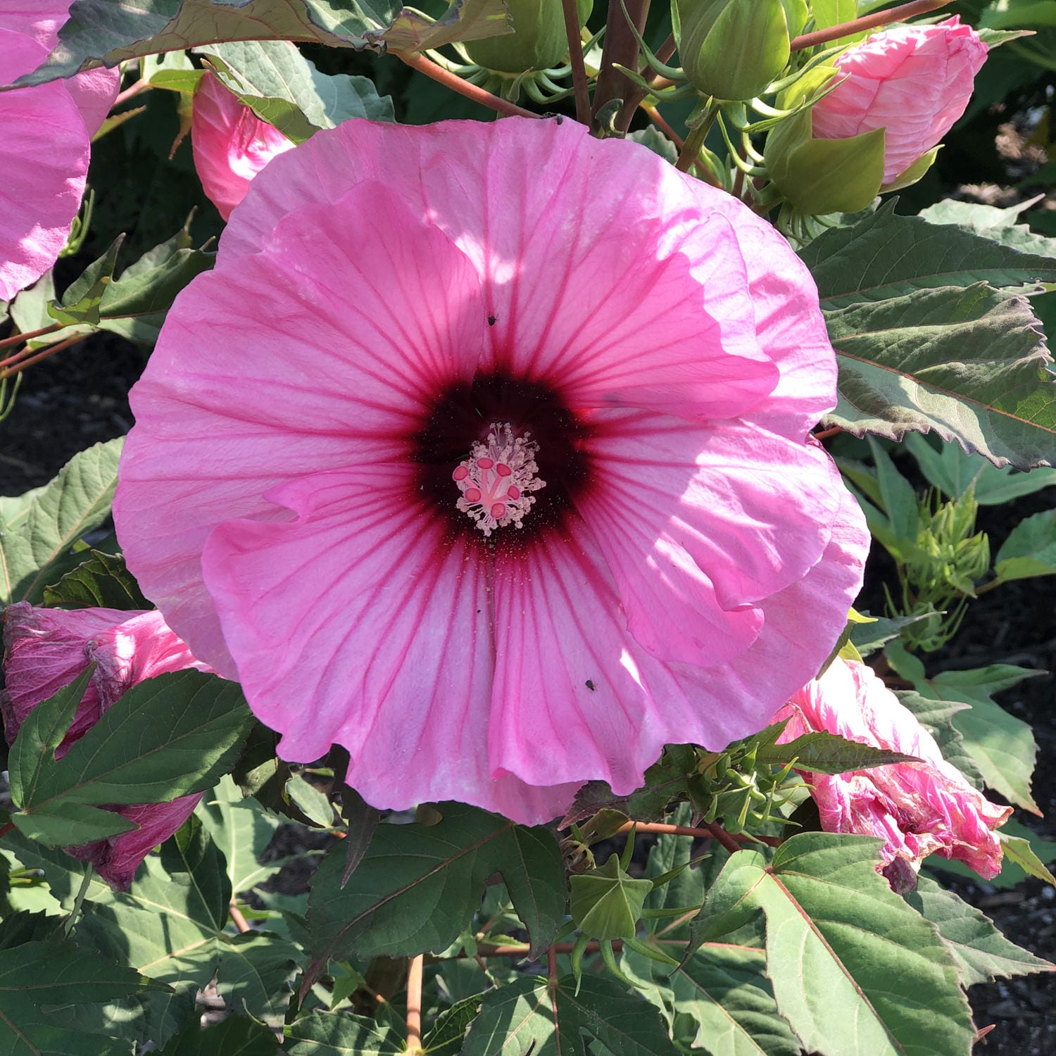 Summerific® 'Candy Crush' Rose Mallow Hibiscus | Native