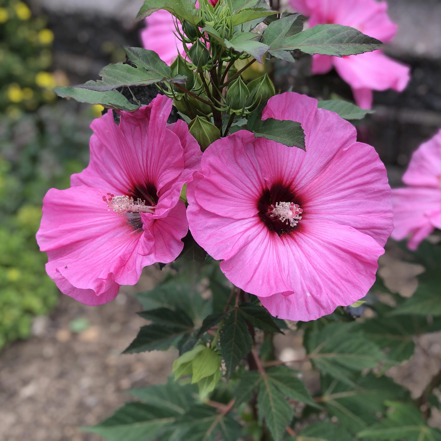 Summerific® 'Candy Crush' Rose Mallow Hibiscus | Native