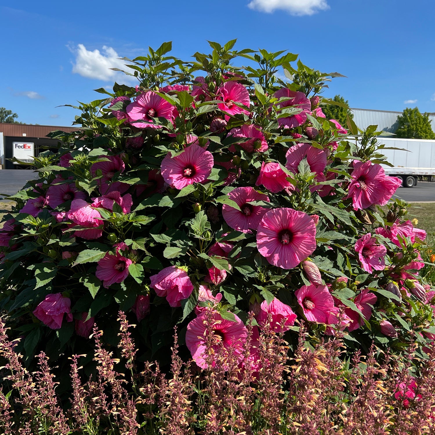 Summerific® 'Candy Crush' Rose Mallow Hibiscus | Native