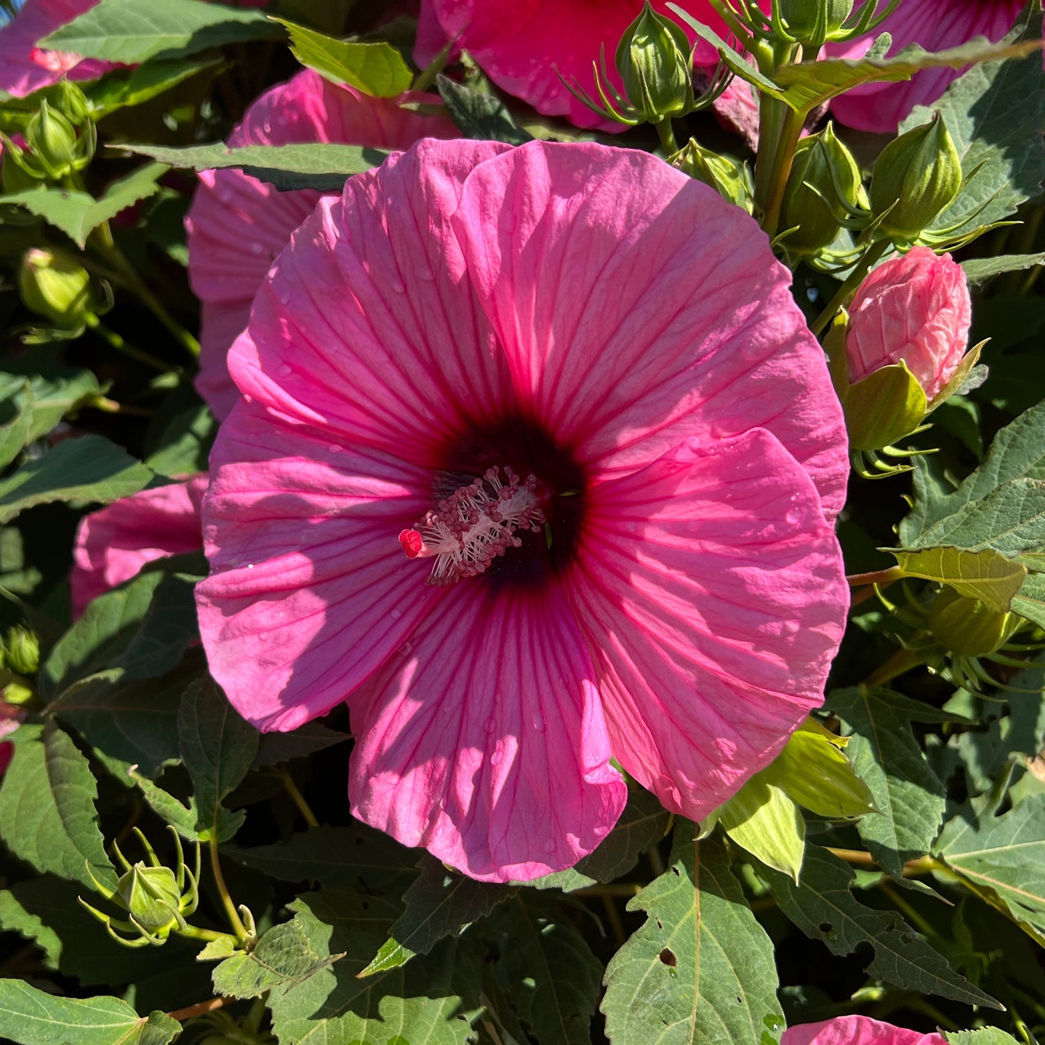Summerific® 'Candy Crush' Rose Mallow Hibiscus | Native