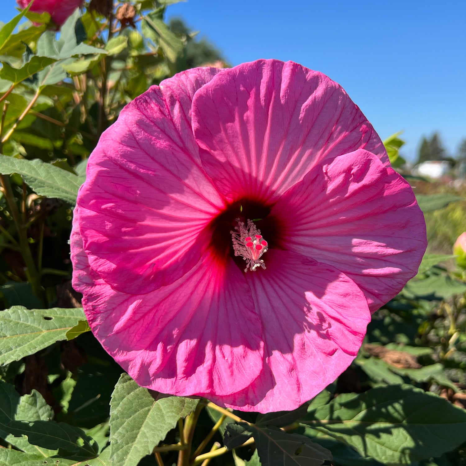 アメリカンフラワー Summerific® 'Candy Crush' Rose Mallow Hibiscus | Native