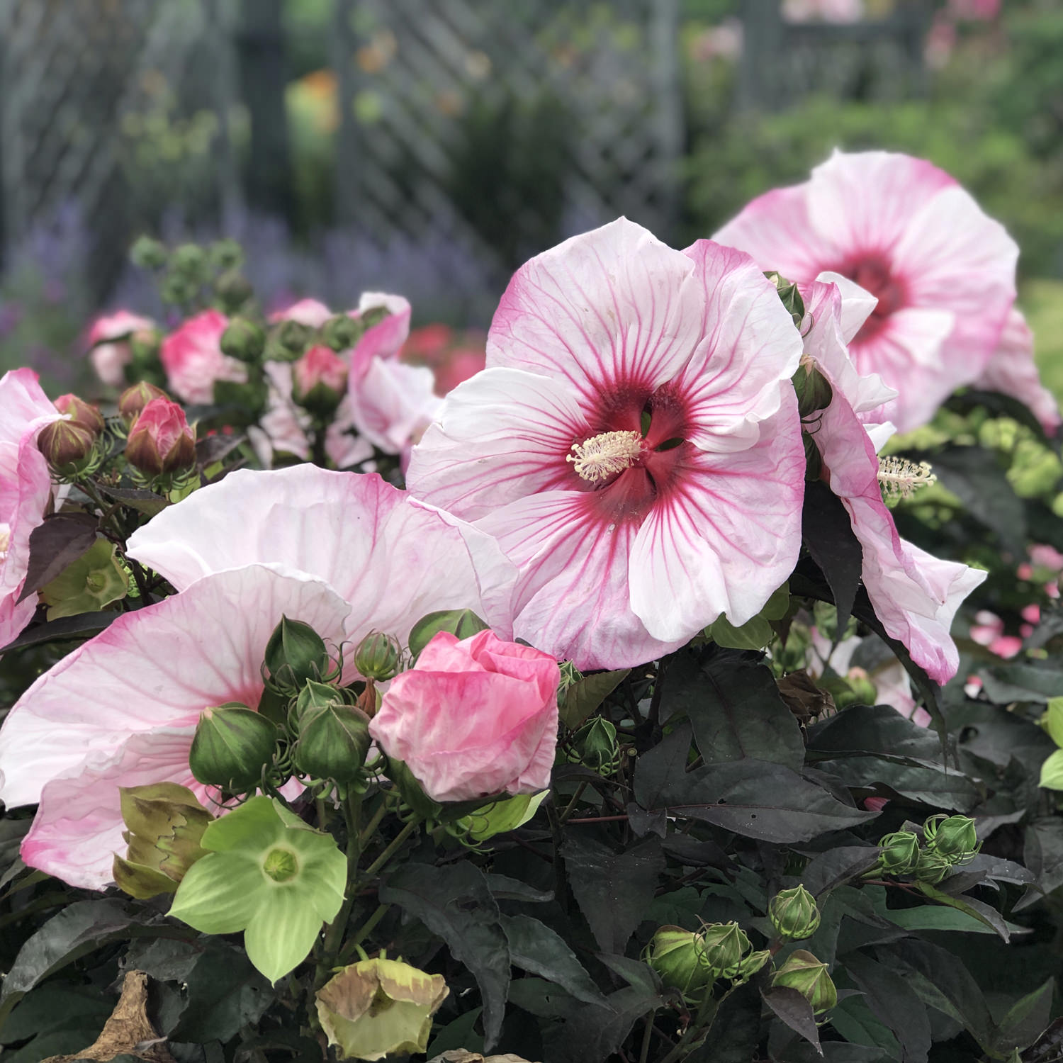Summerific® 'Cherry Choco Latte' Rose Mallow (Hibiscus)| Garden