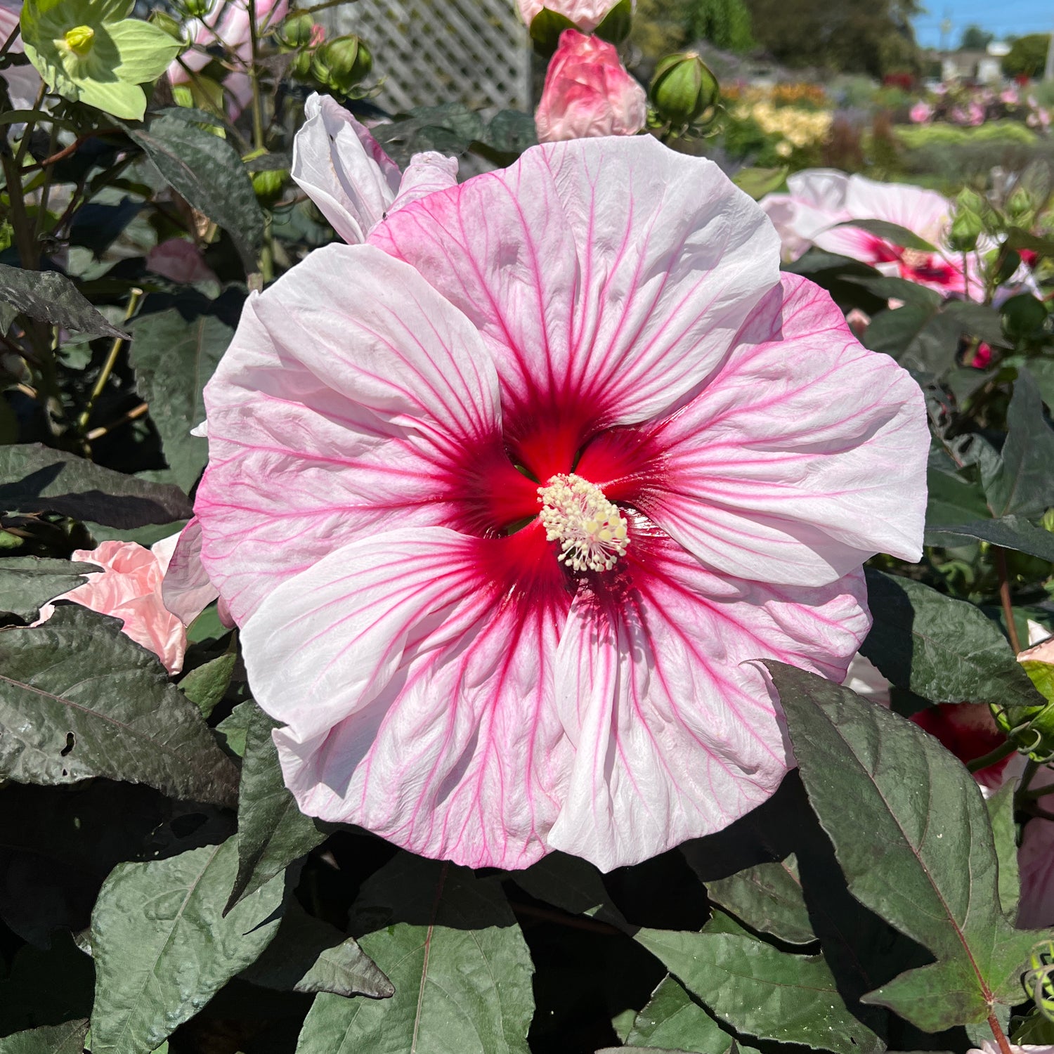 Summerific® 'Cherry Choco Latte' Rose Mallow (Hibiscus)| Garden
