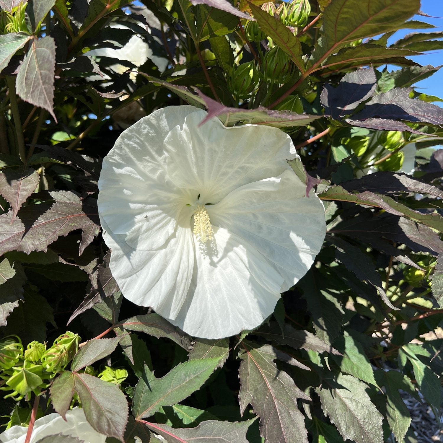 A large white Summerific® 'Cookies and Cream' Rose Mallow (Hibiscus) flower with a yellow stamen blooms amid dark green, purple-tinged leaves in sunlight - Photo Property of Garden Crossings LLC.