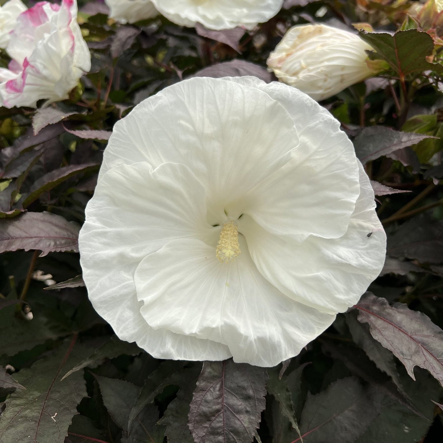 A large white bloom of Summerific® 'Cookies and Cream' Rose Mallow (Hibiscus) with ruffled petals and a pale yellow center stands out against dark green and purple foliage - Photo Property of Garden Crossings LLC.