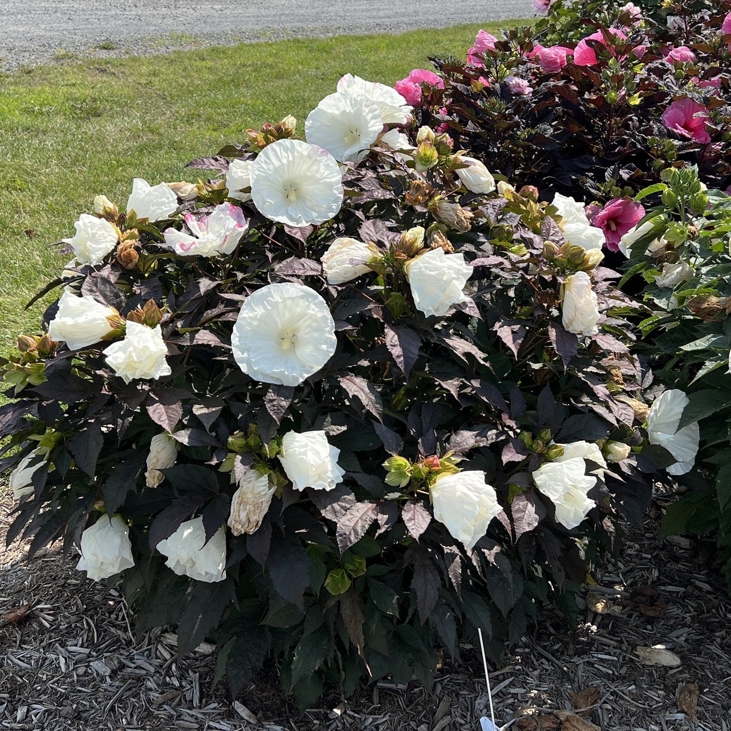 A bushy Summerific® 'Cookies and Cream' Rose Mallow (Hibiscus), a hardy perennial with dark green leaves and large white flowers, blooms in a mulched garden bed, while nearby pink hibiscus contrasts with the grass and road background - Photo Property of Garden Crossings LLC.