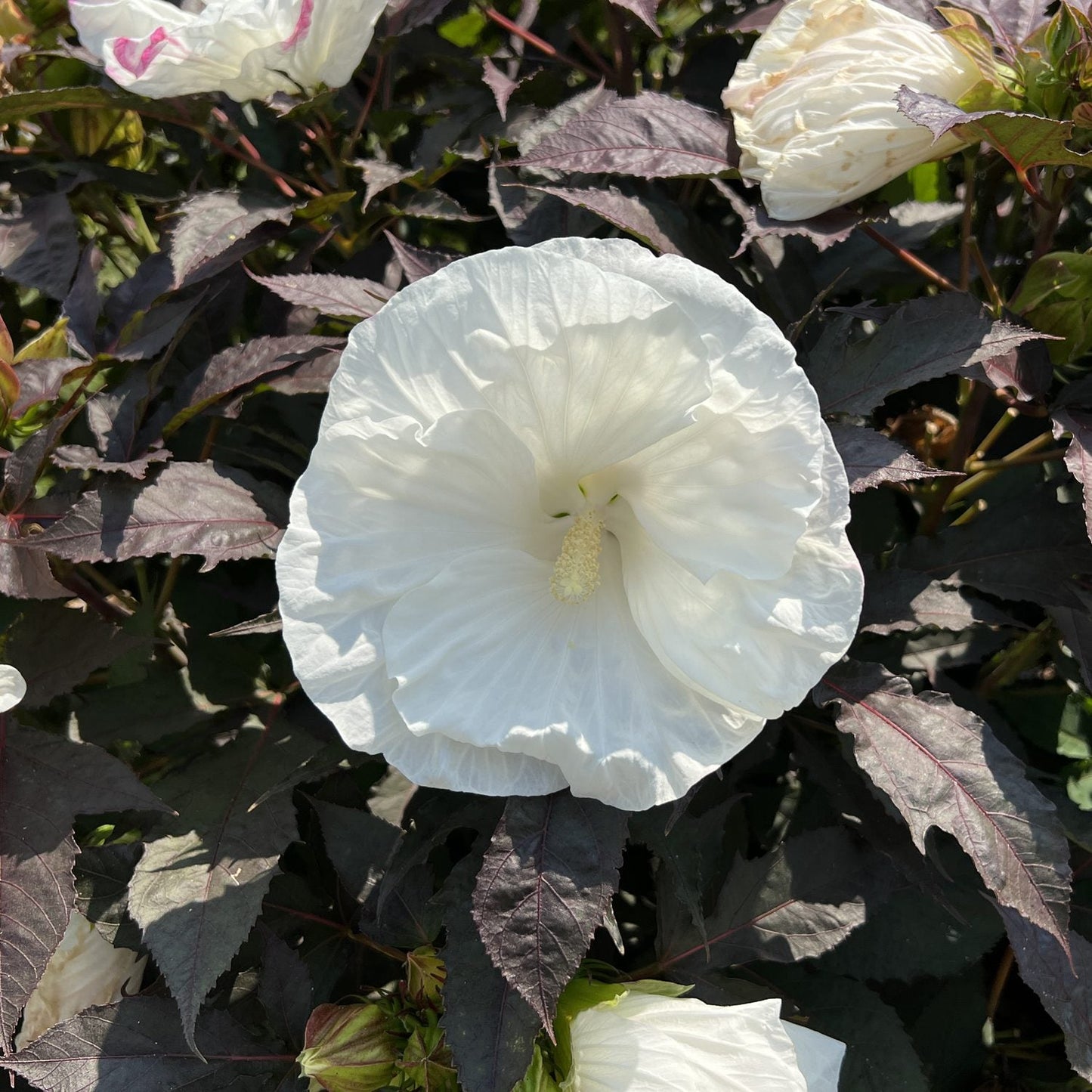 A large white Summerific® 'Cookies and Cream' Rose Mallow (Hibiscus) flower with ruffled petals stands out against dark green and purplish leaves in bright sunlight - Photo Property of Garden Crossings LLC.