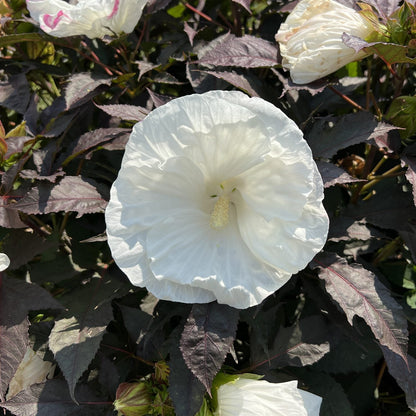 A large white Summerific® 'Cookies and Cream' Rose Mallow (Hibiscus) flower with ruffled petals stands out against dark green and purplish leaves in bright sunlight - Photo Property of Garden Crossings LLC.
