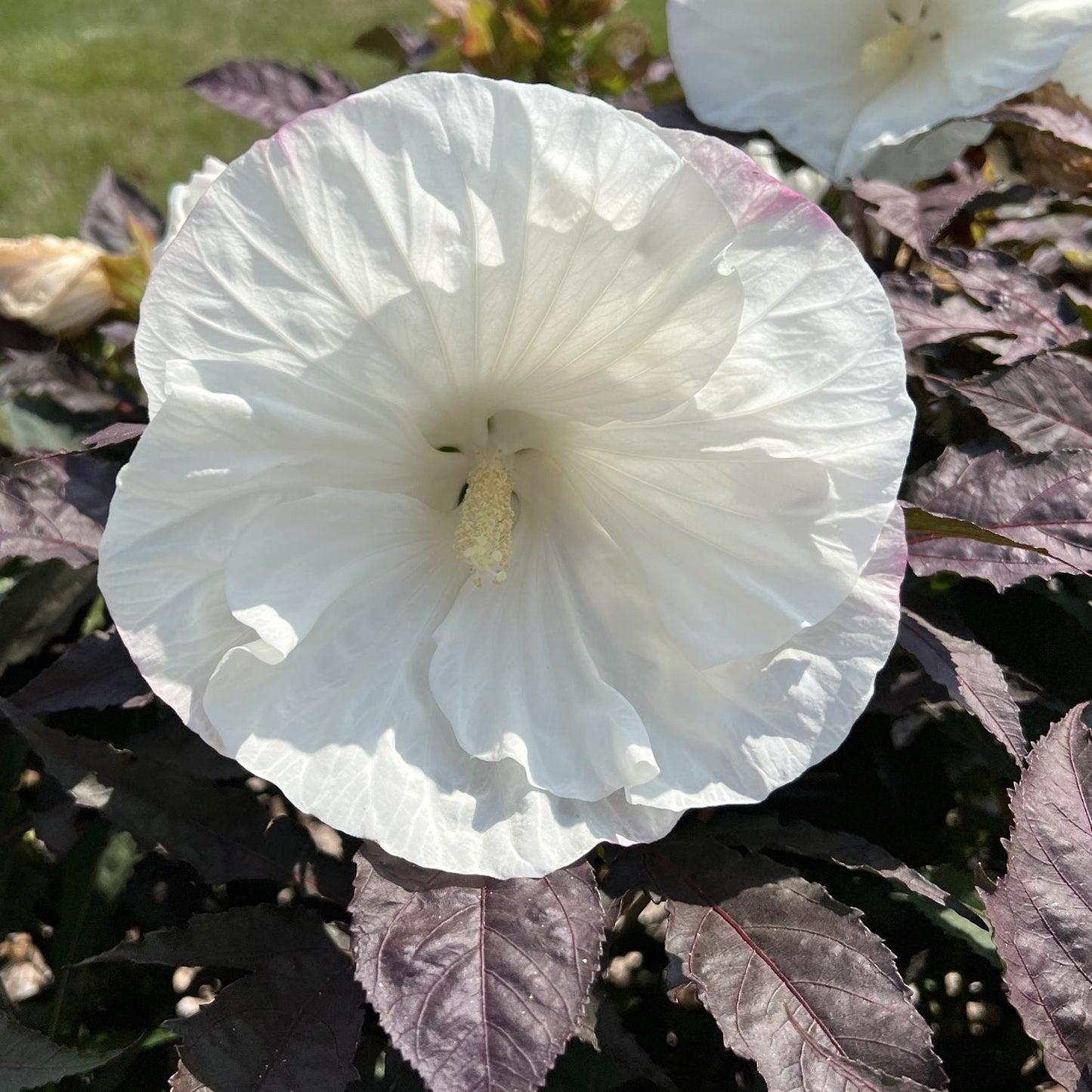 A large white Summerific® 'Cookies and Cream' Rose Mallow (Hibiscus) flower with ruffled petals blooms above dark purple-green leaves in sunlight - Photo Property of Garden Crossings LLC.