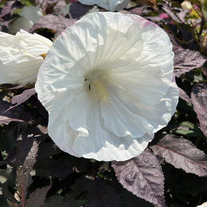 The Summerific® 'Cookies and Cream' Rose Mallow (Hibiscus) features large white flowers with delicate, crinkled petals blooming over dark purple-green foliage, highlighting this hardy perennial’s stunning summer appeal - Photo Property of Garden Crossings LLC.