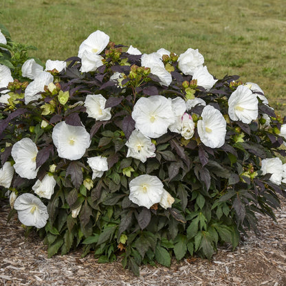 The Summerific® 'Cookies and Cream' Rose Mallow (Hibiscus) is a hardy perennial with large white flowers and dark green to purplish foliage, thriving in a mulched garden bed - Photo Courtesy of Walters Gardens, Inc.