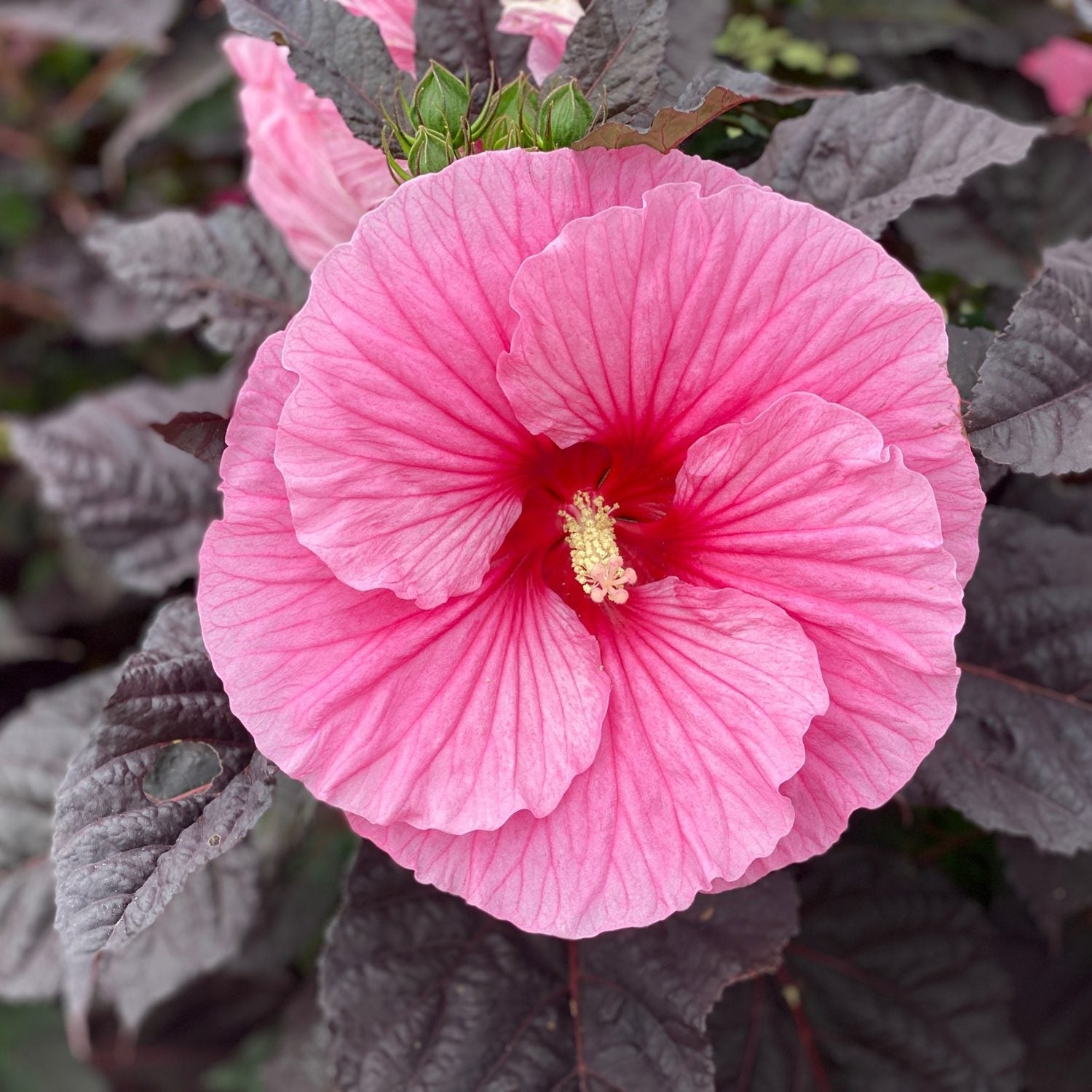 A large pink Summerific® 'Edge of Night' Rose Mallow (Hibiscus) flower features delicate veins, a yellow central stamen, and is set against dramatic black hibiscus foliage - Photo Property of Garden Crossings LLC.