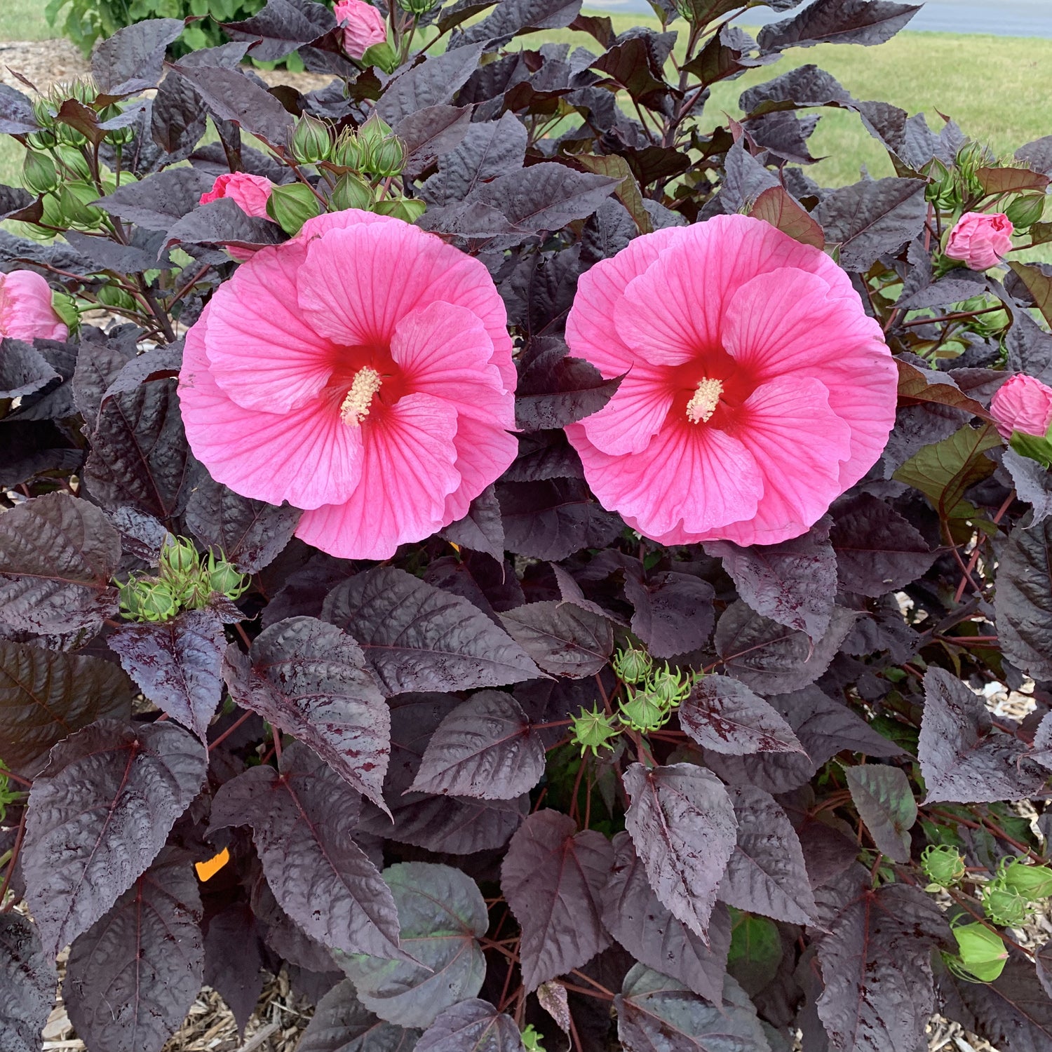 Summerific® 'Edge of Night' Rose Mallow Hibiscus | Compact