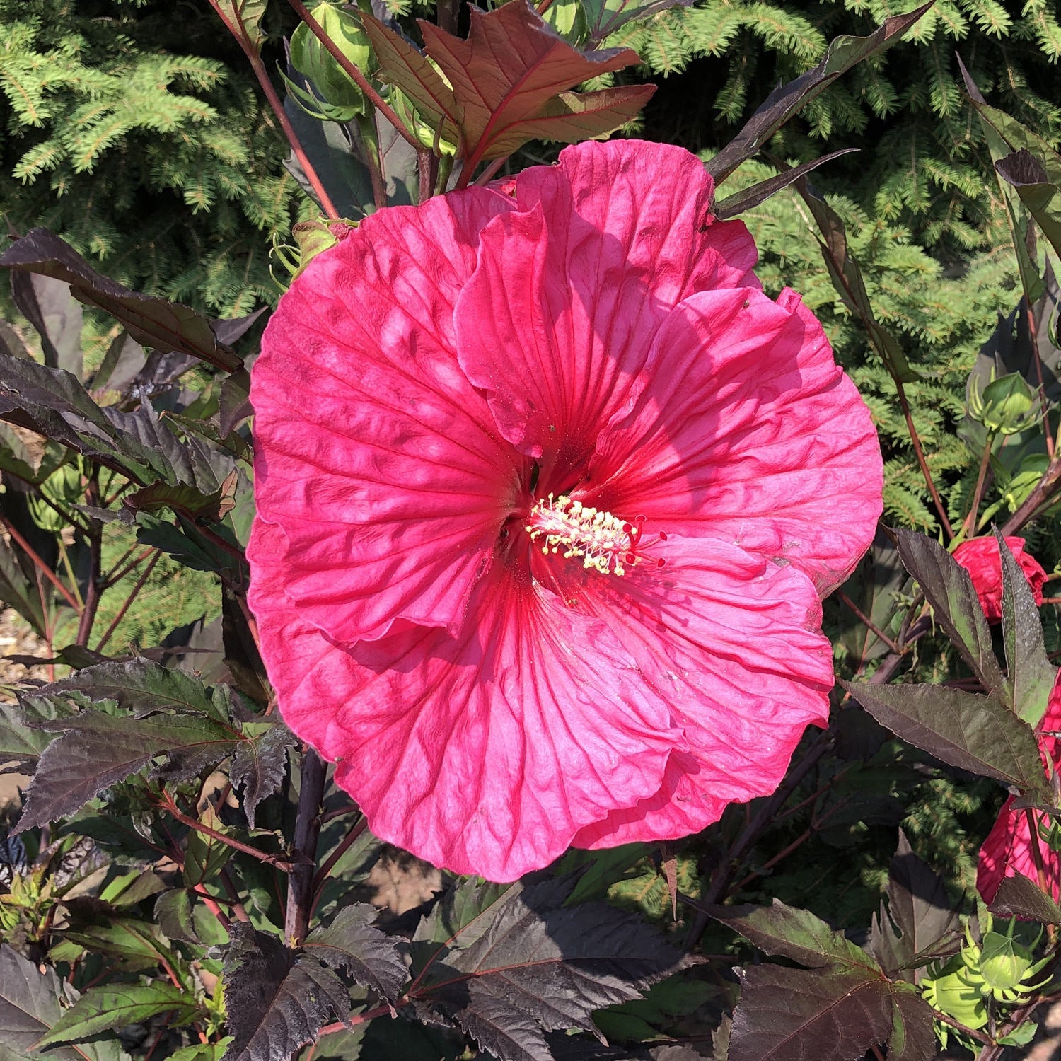 Proven Winners Summerific Rose Mallow - Thumbnail 5