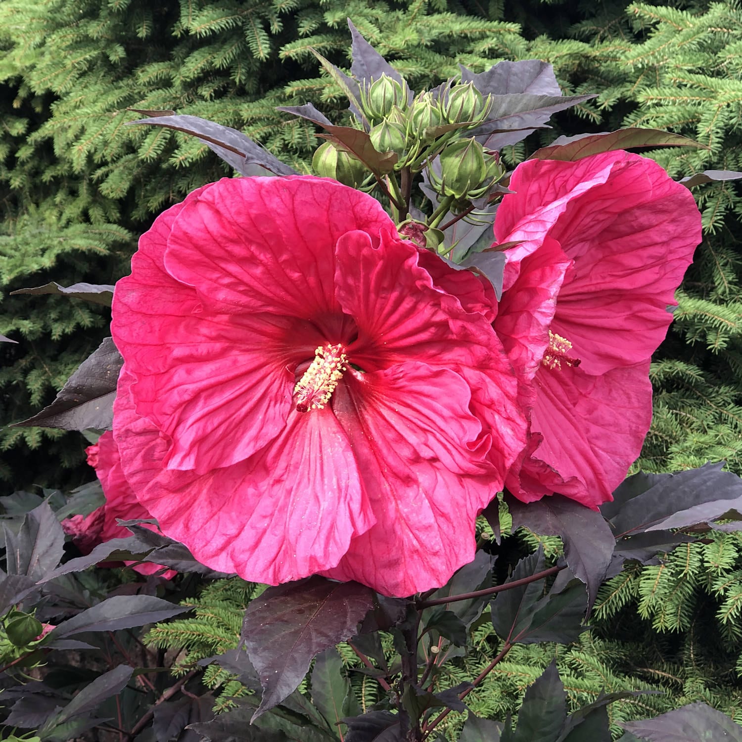 Proven Winners Summerific Rose Mallow - Thumbnail 2