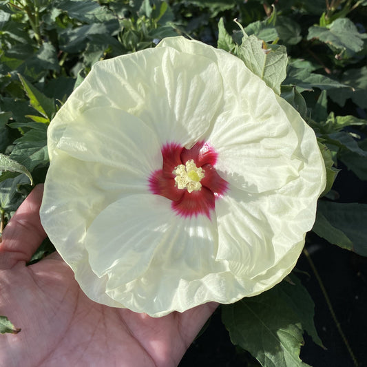 A hand holds a large, pale yellow Summerific® 'French Vanilla' Rose Mallow (Hibiscus), its vibrant red and white center standing out among green leaves in natural sunlight - Photo Property of Garden Crossings LLC.