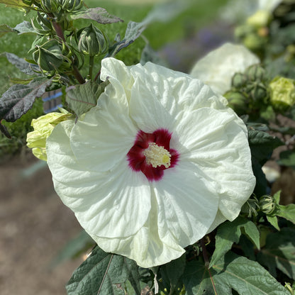 Summerific® 'French Vanilla' Rose Mallow (Hibiscus) - Photo Property of Garden Crossings LLC