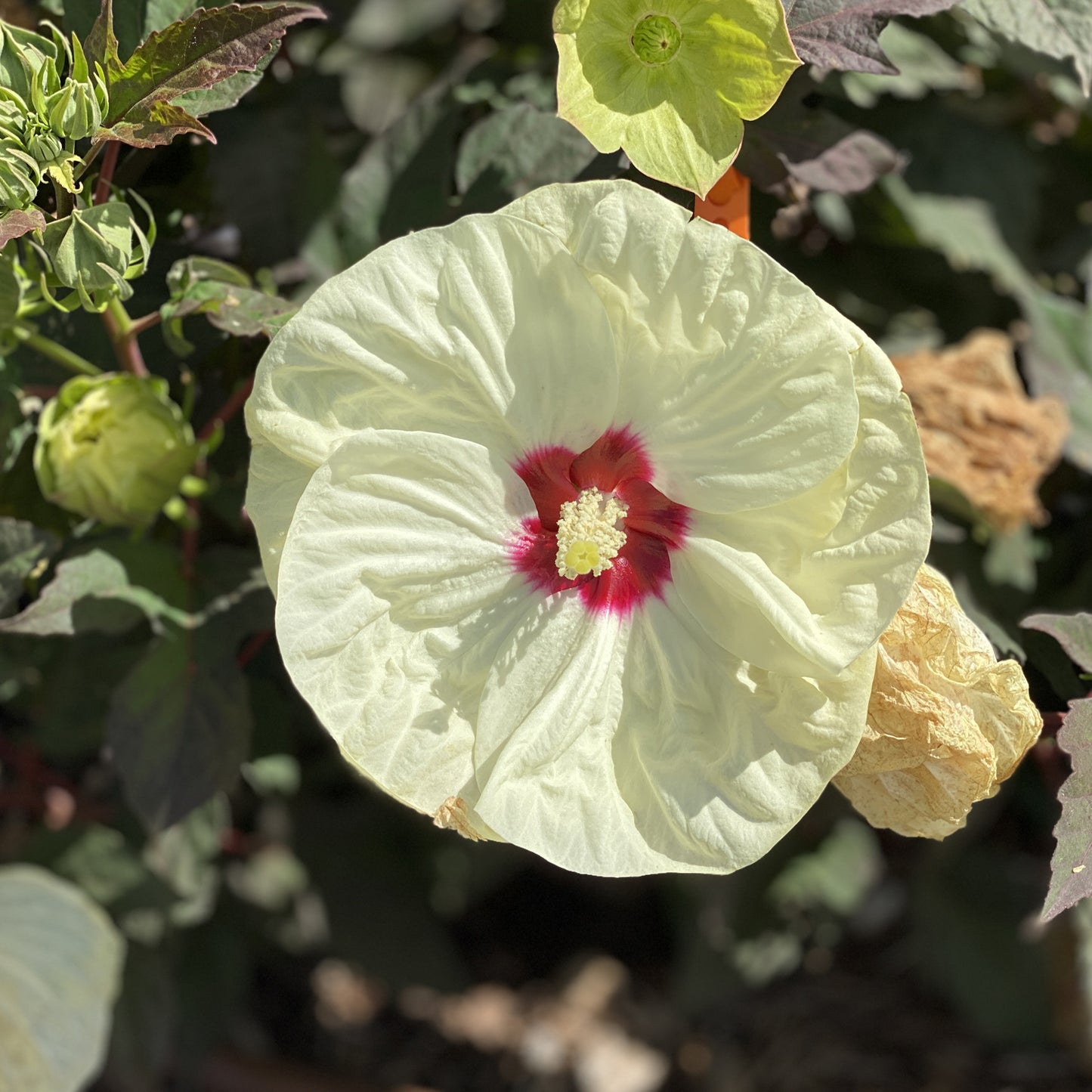 Summerific® 'French Vanilla' Rose Mallow (Hibiscus) - Photo Property of Garden Crossings LLC
