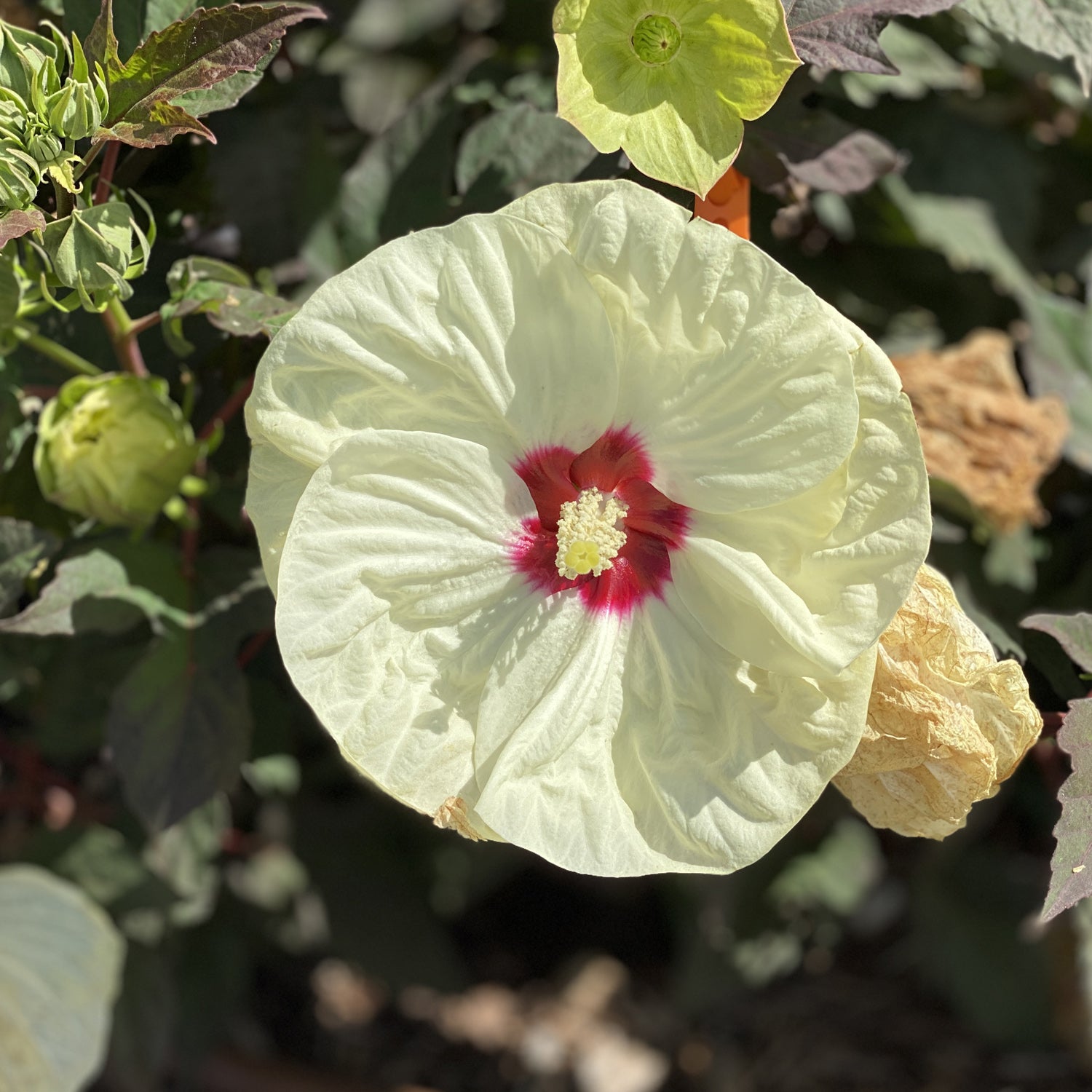 Summerific® 'French Vanilla' Rose Mallow (Hibiscus) - Photo Property of Garden Crossings LLC