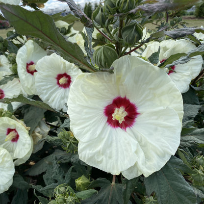 Summerific® 'French Vanilla' Rose Mallow (Hibiscus) - Photo Property of Garden Crossings LLC
