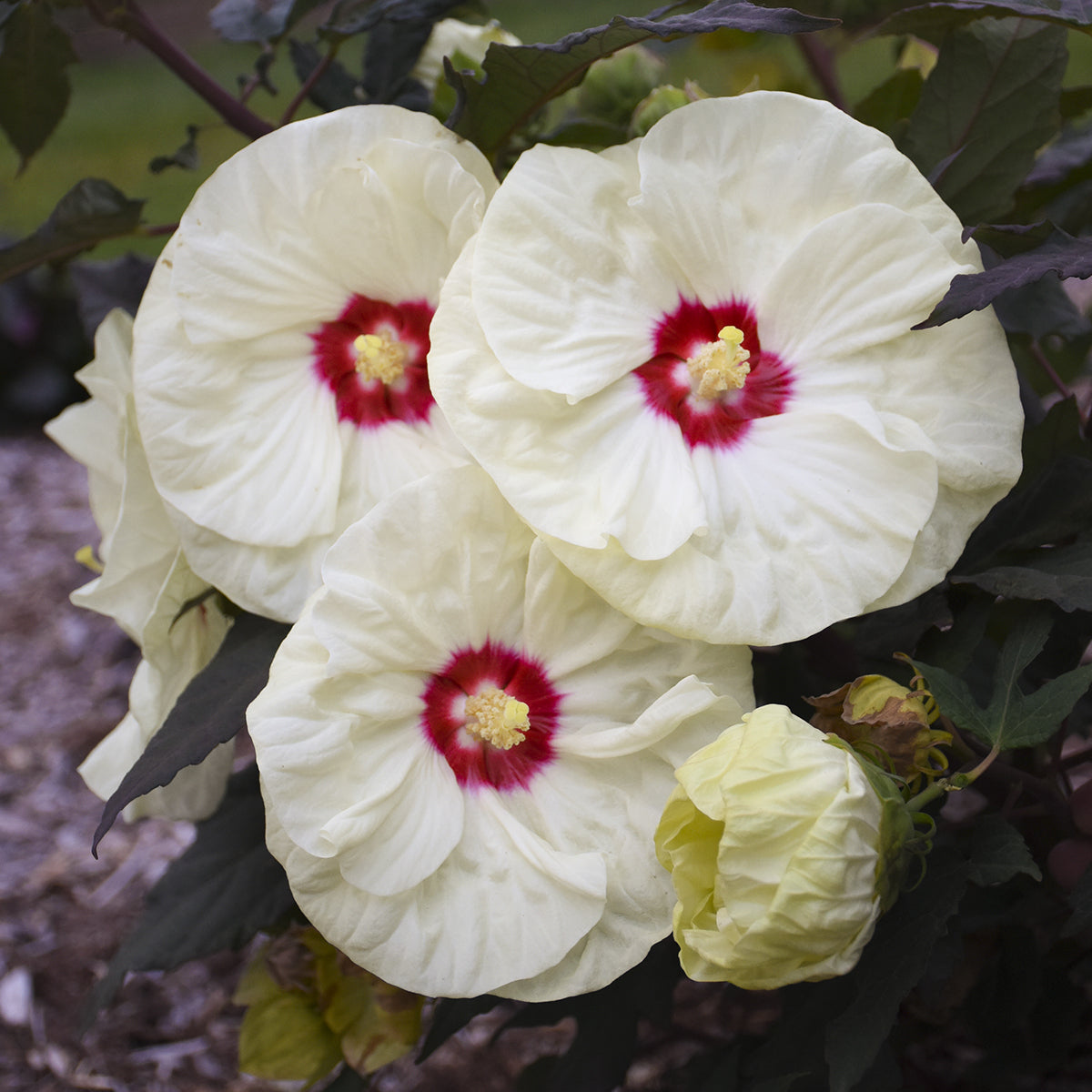 Summerific® 'French Vanilla' Rose Mallow (Hibiscus) - Photo Courtesy of Walters Gardens, Inc.
