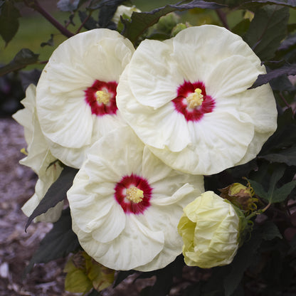 Summerific® 'French Vanilla' Rose Mallow (Hibiscus) - Photo Courtesy of Walters Gardens, Inc.