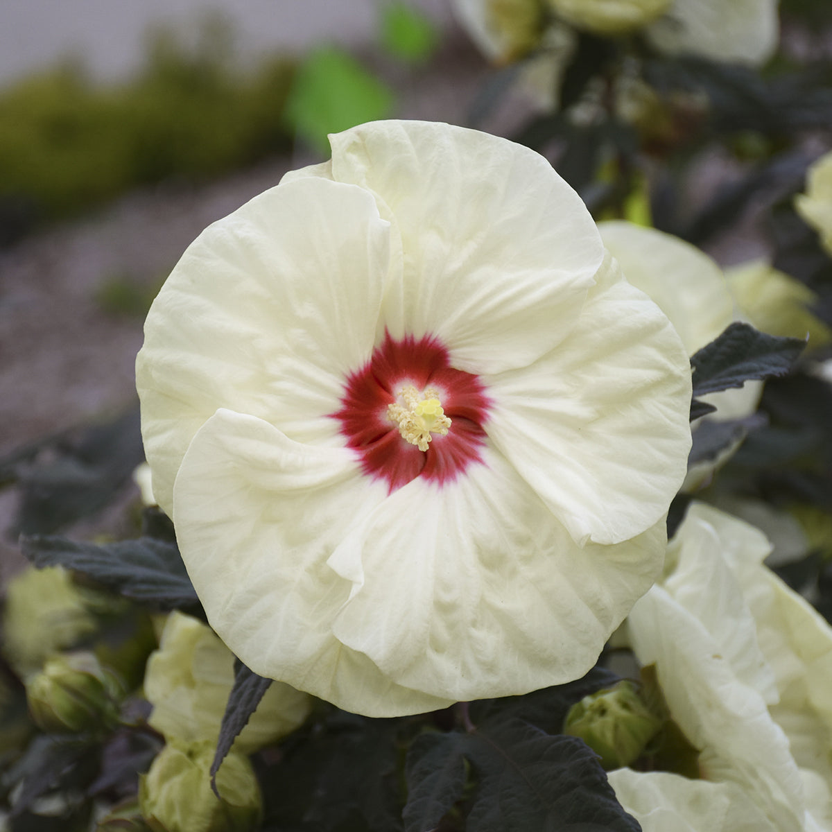 Summerific® 'French Vanilla' Rose Mallow (Hibiscus) - Photo Courtesy of Walters Gardens, Inc.